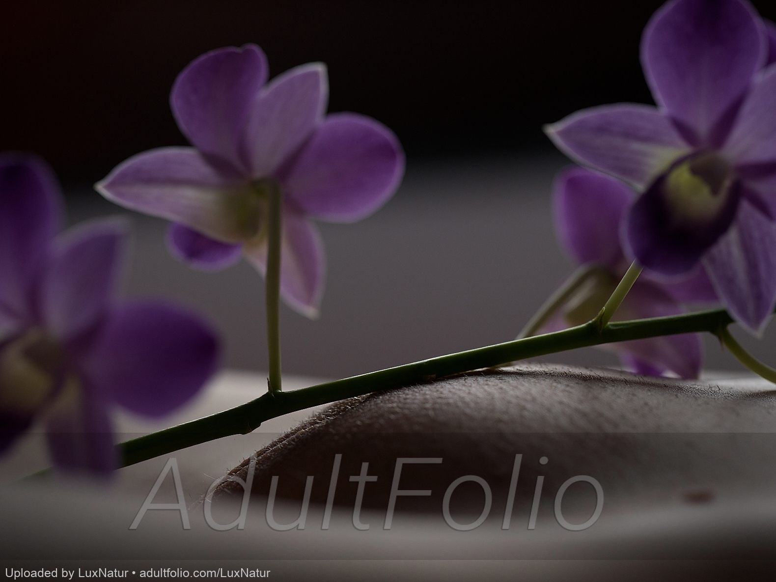 https://www.adultfolio.com/images/watermark/1238346.jpg